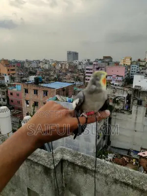 টিম গ্রে কোকাটেল