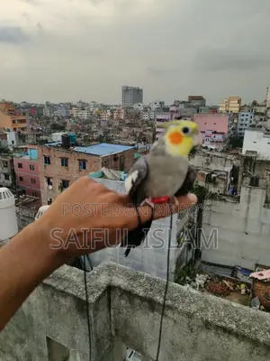 টিম গ্রে কোকাটেল