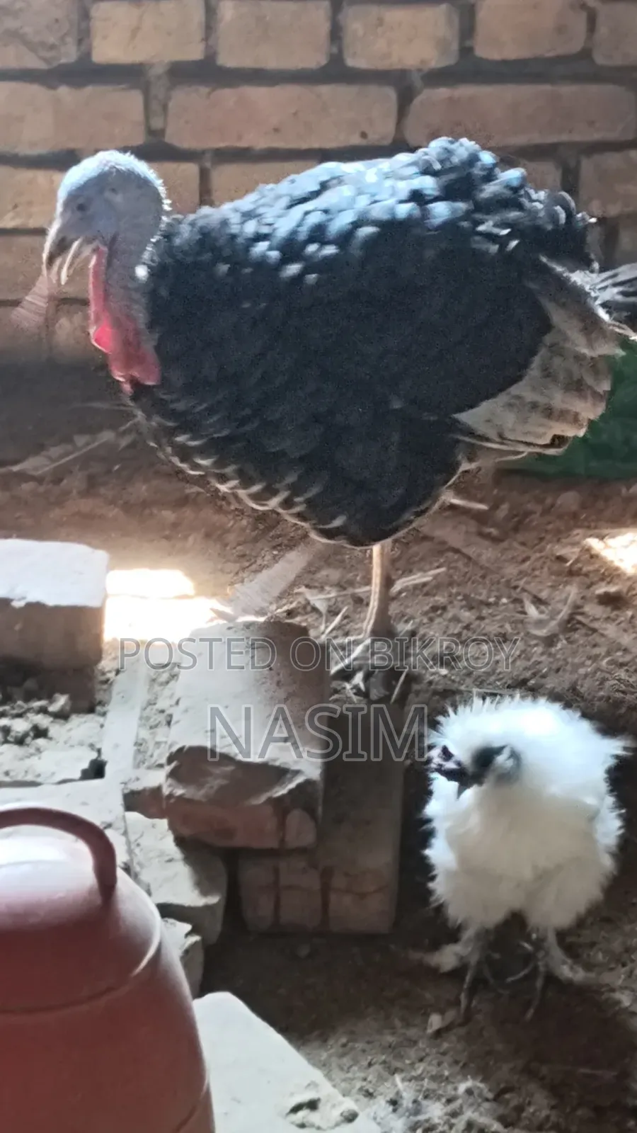 Turkey Chicken Running