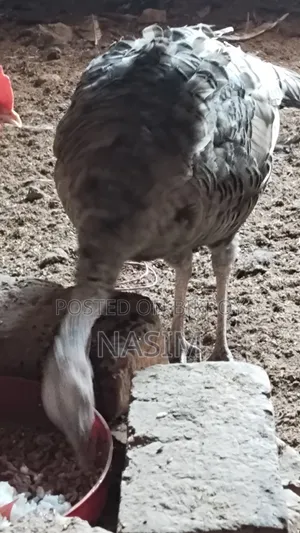 Turkey Chicken Running