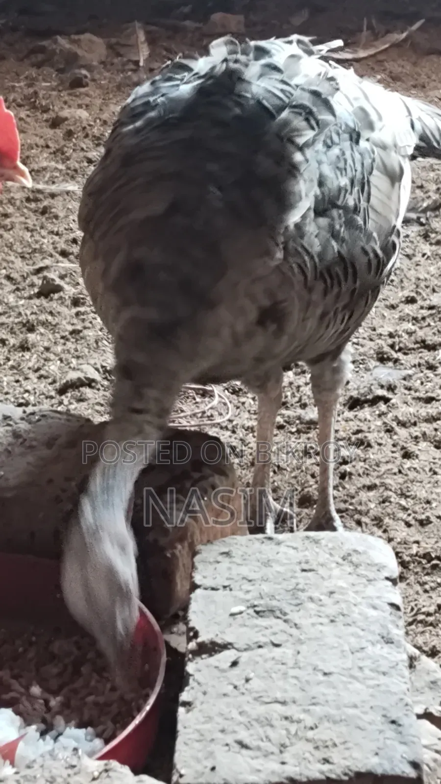 Turkey Chicken Running