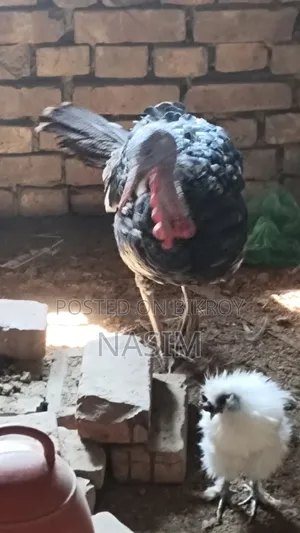 Turkey Chicken Running
