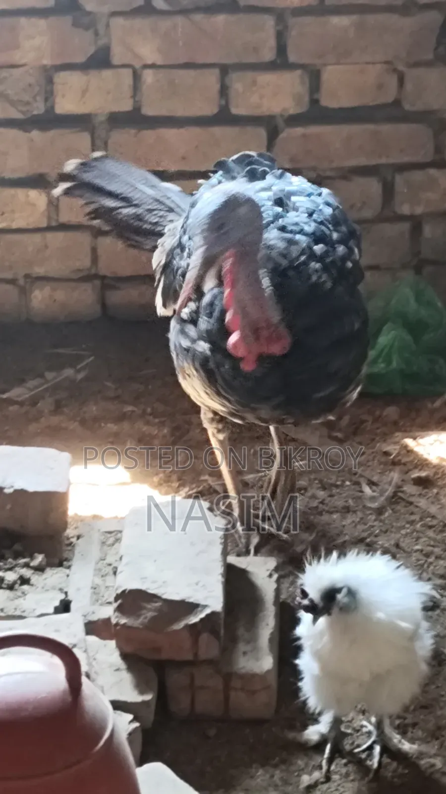 Turkey Chicken Running