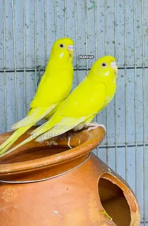 Lotino Red Eye Budgerigar Bird
