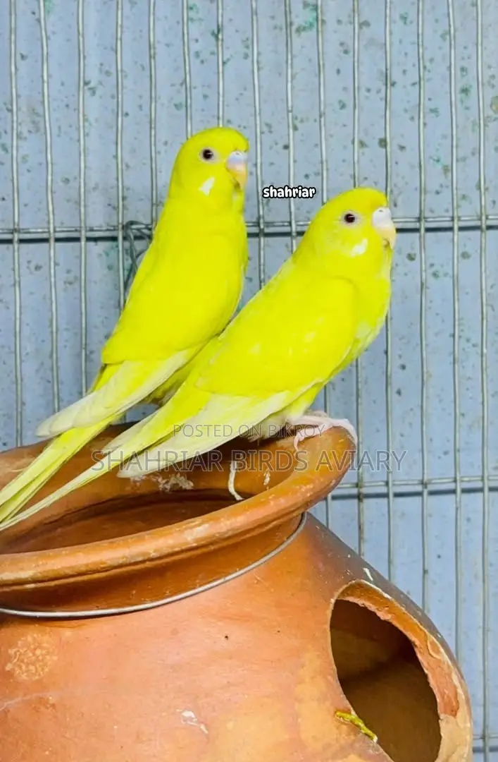 Lotino Red Eye Budgerigar Bird