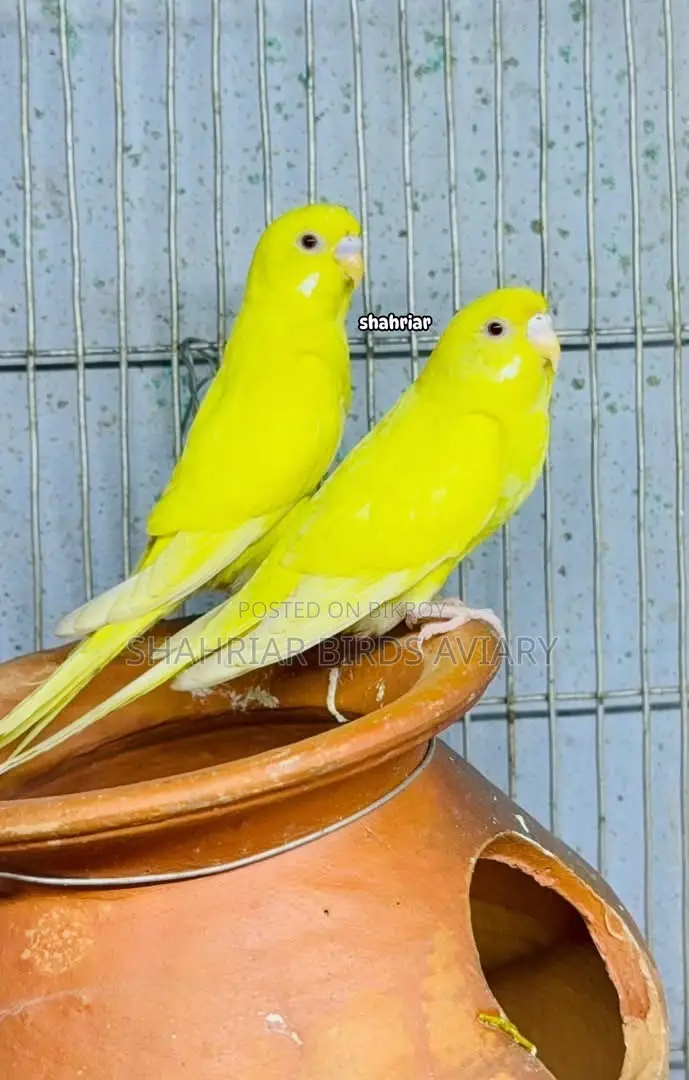 Lotino Red Eye Budgerigar Bird