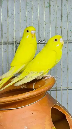 Lotino Red Eye Budgerigar Bird