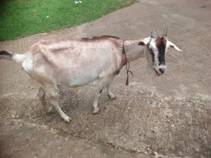 2 Native Goats for Sale. 1 with Kid.