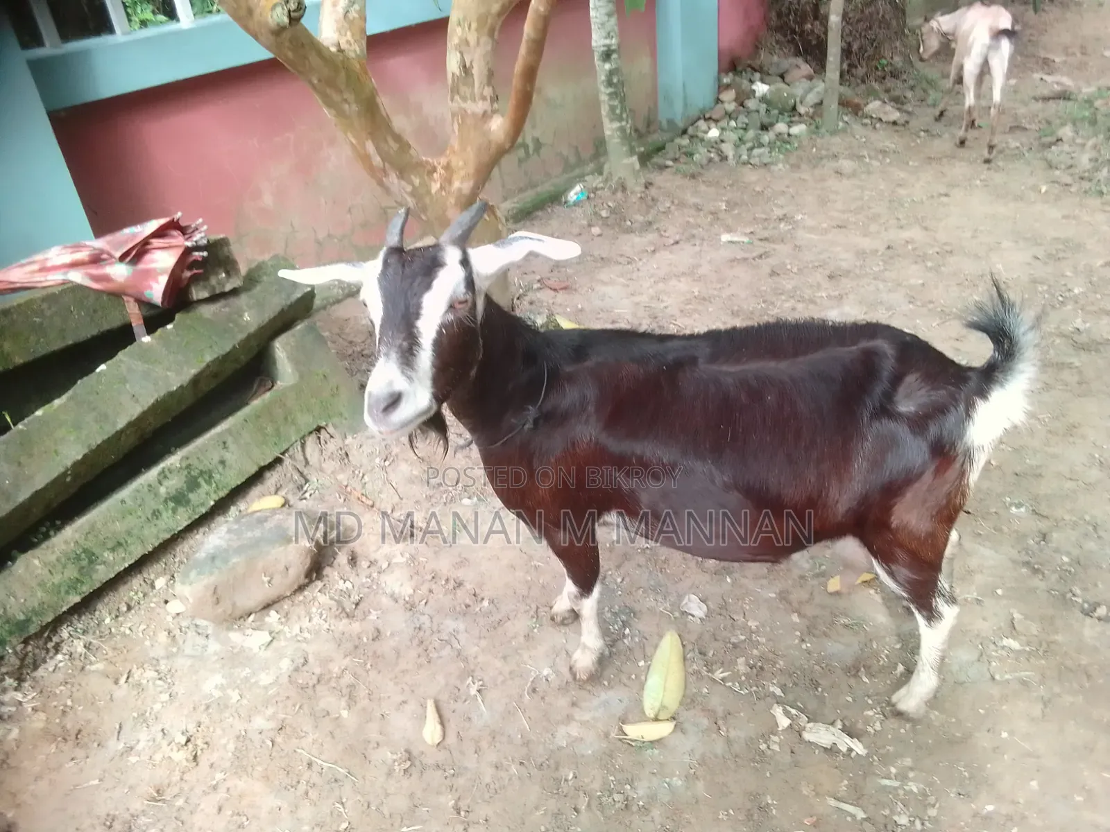 2 Native Goats for Sale. 1 with Kid.