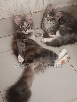 ১-৩ মাসের ফিমেল পিওরব্রেড মেইন কুন