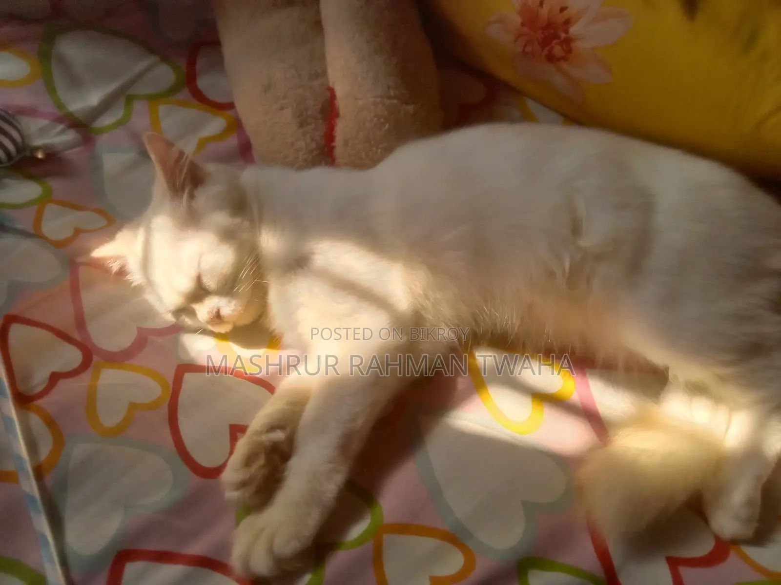 ৩-৬ মাসের মেল পিওরব্রেড পার্সিয়ান