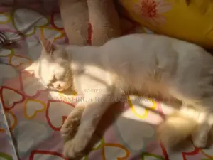 ৩-৬ মাসের মেল পিওরব্রেড পার্সিয়ান
