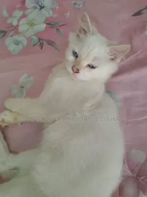 ৩-৬ মাসের মেল পিওরব্রেড পার্সিয়ান