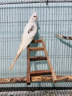 Adult Female Cockatiel