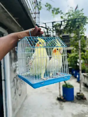 ফুল অ্যাডাল্ট ককাটেল