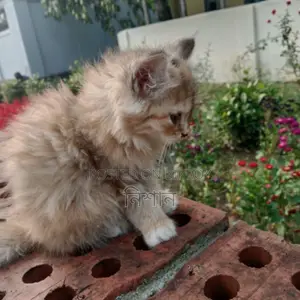 ১-৩ মাসের মেল পিউরব্রেড পার্সিয়ান