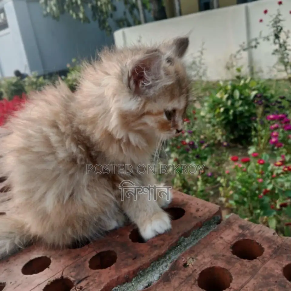১-৩ মাসের মেল পিউরব্রেড পার্সিয়ান