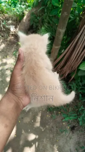 ১-৩ মাসের মেল পিউরব্রেড পার্সিয়ান