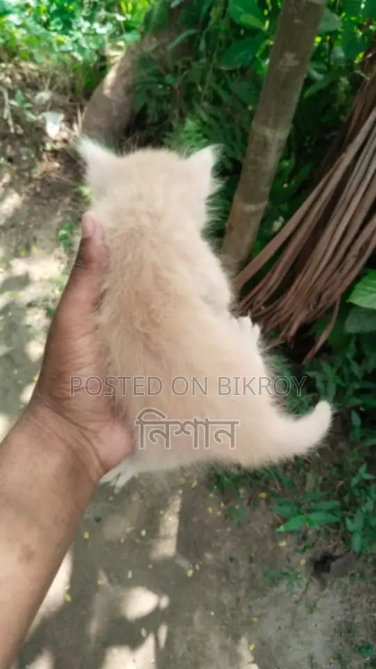 ১-৩ মাসের মেল পিউরব্রেড পার্সিয়ান