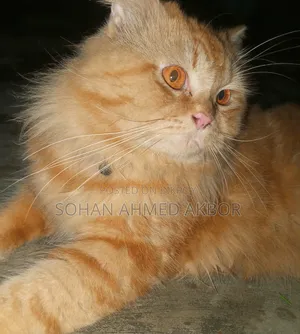 6-12 months Male Mixed Breed Persian