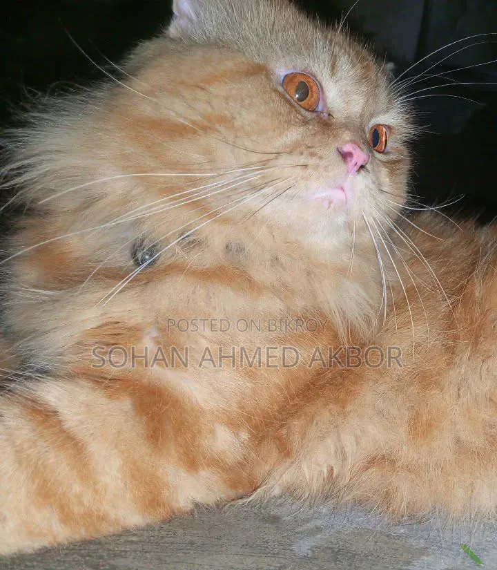 6-12 months Male Mixed Breed Persian