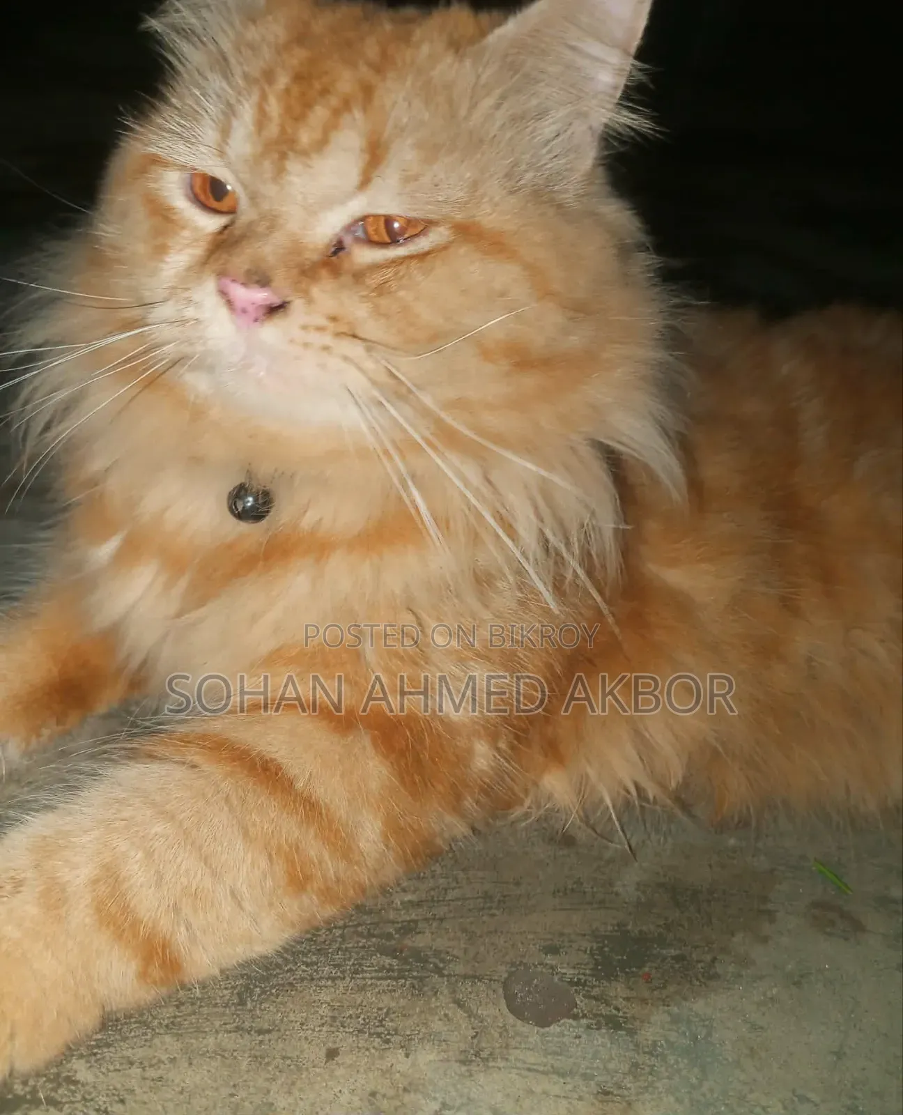 6-12 months Male Mixed Breed Persian