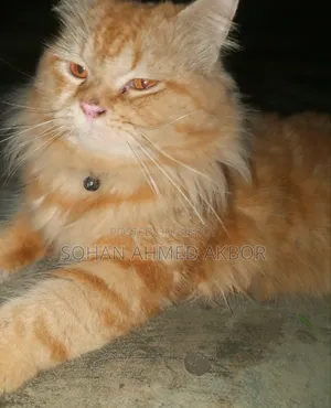 6-12 months Male Mixed Breed Persian