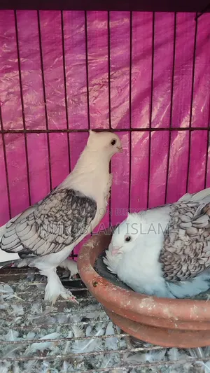 রানিং জোড়া