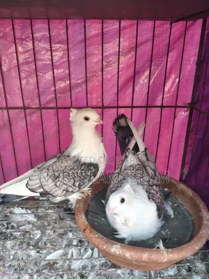 রানিং জোড়া