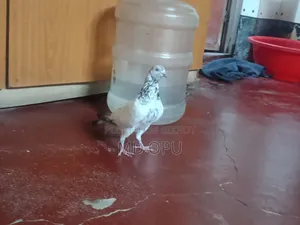 গলায় লাল + চট দিয়ে করা