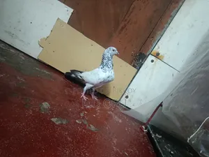 গলায় লাল + চট দিয়ে করা