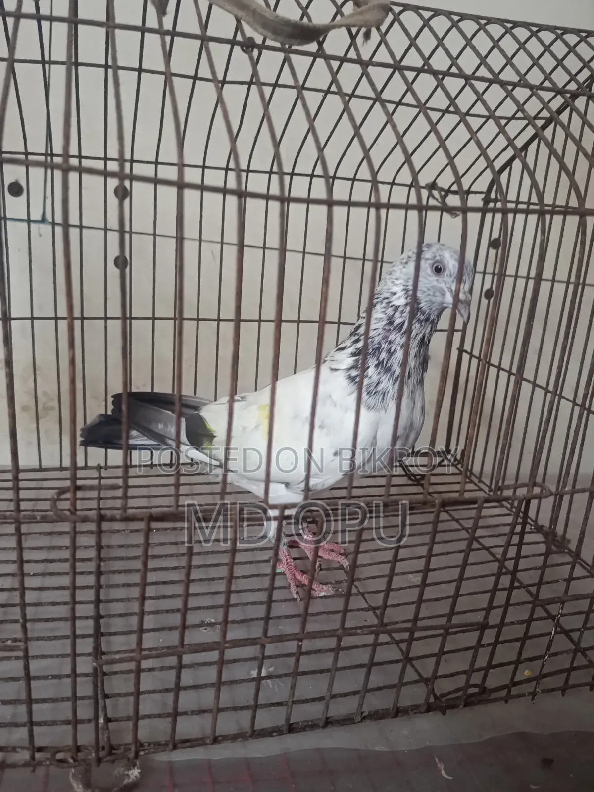 গলায় লাল + চট দিয়ে করা