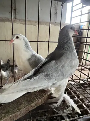 সিরাজি কবুতর বিক্রি হবে