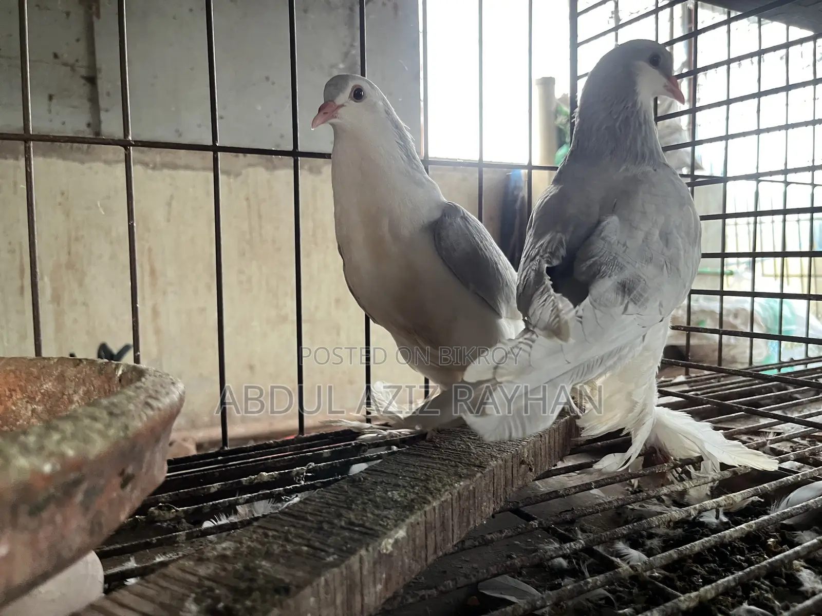 সিরাজি কবুতর বিক্রি হবে