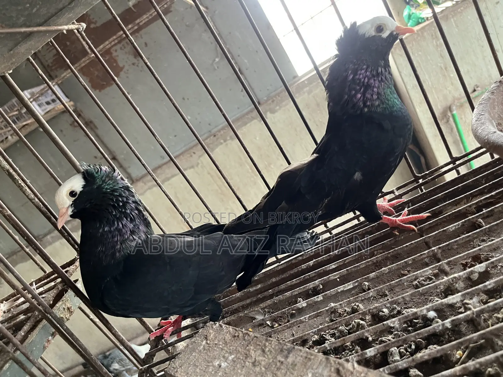 সিরাজি কবুতর বিক্রি হবে