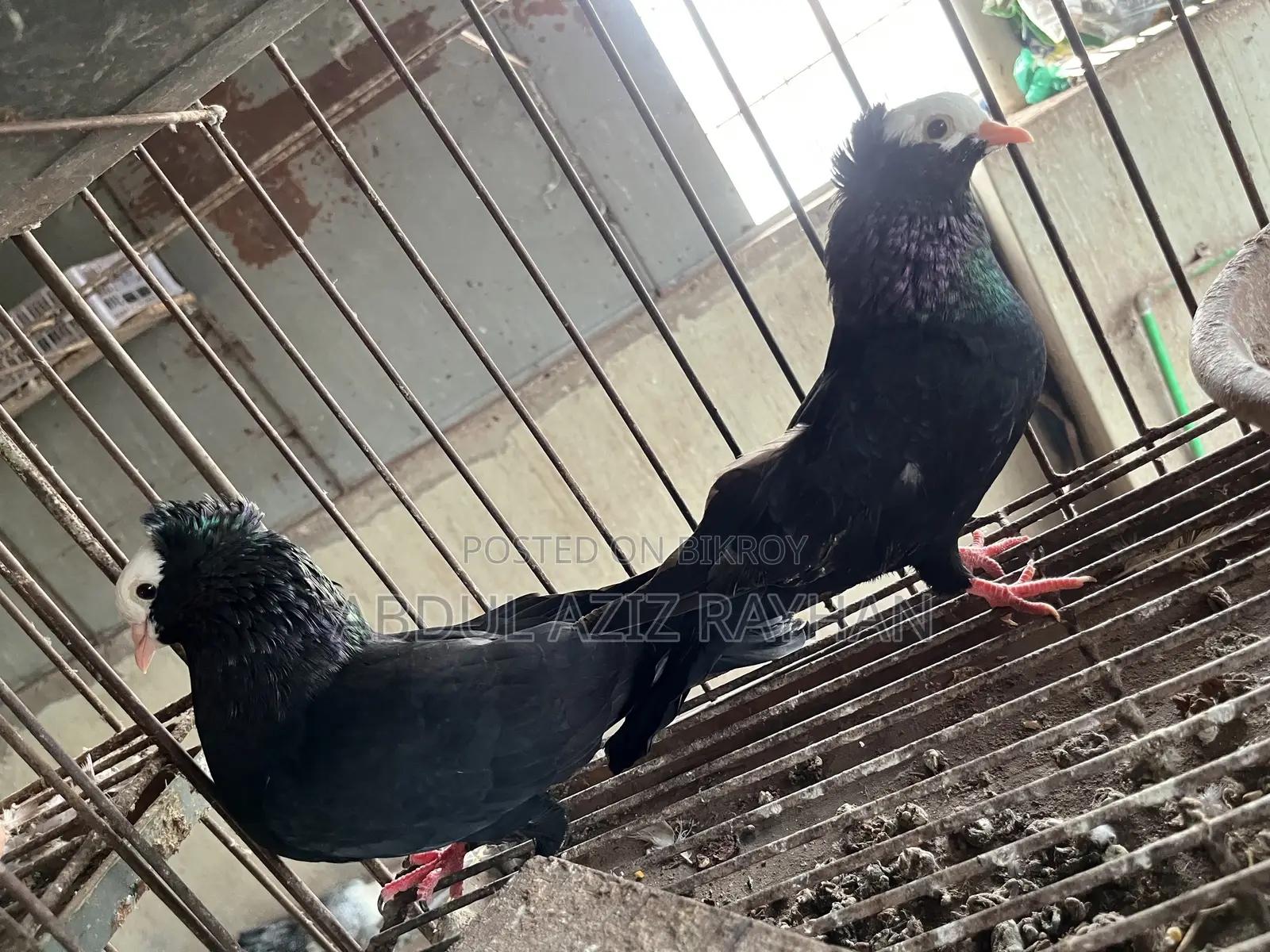 সিরাজি কবুতর বিক্রি হবে