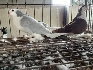 সিরাজি কবুতর বিক্রি হবে