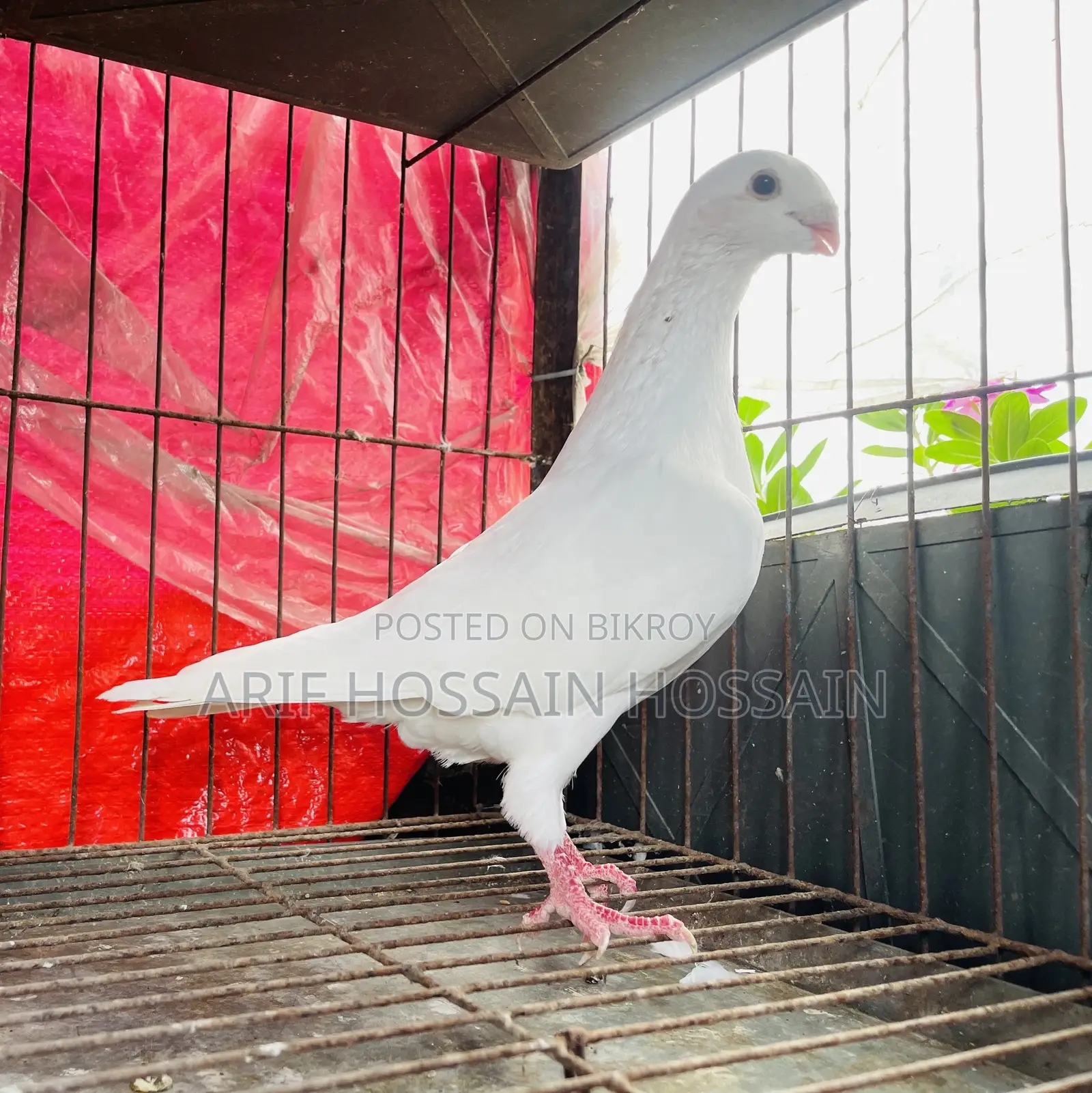 রসার বিগ সাইজ নর এবং বিউটি হুমা বিগ সাইজ নর কবুতর