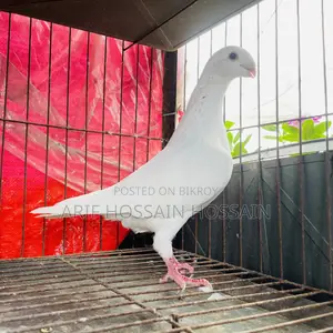 রসার বিগ সাইজ নর এবং বিউটি হুমা বিগ সাইজ নর কবুতর