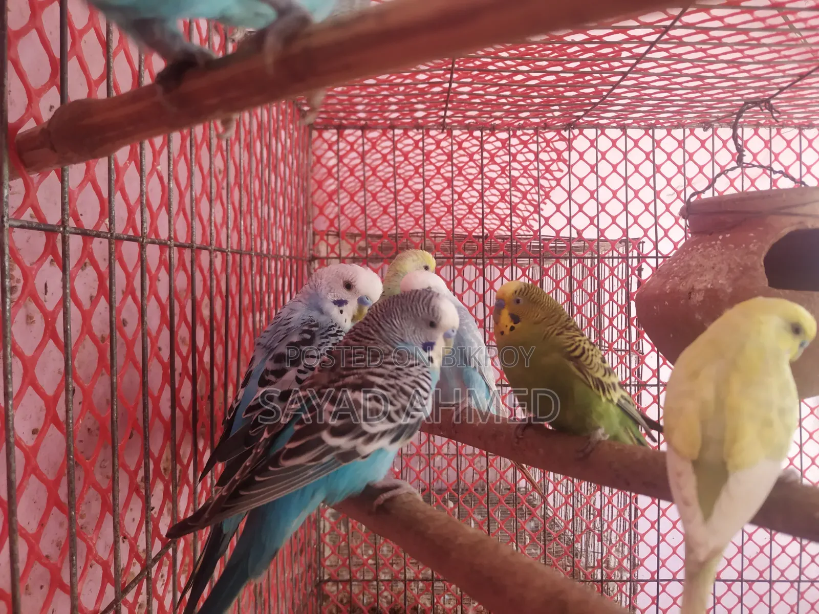 Budgerigar Bird (Male)