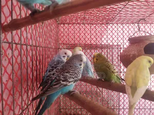 বাজরিগার পাখি (ছেলে)