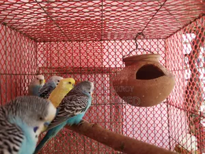 Budgerigar Bird (Male)