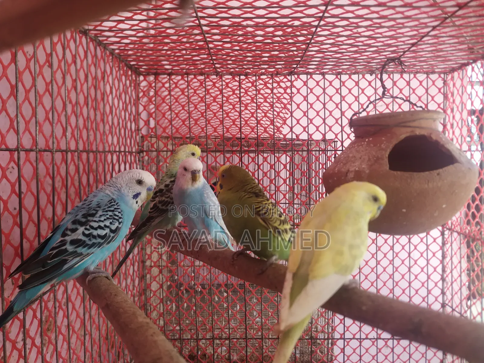 Budgerigar Bird (Male)