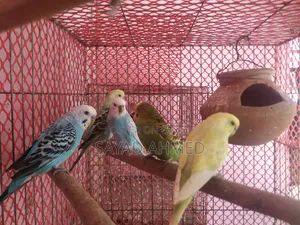 Budgerigar Bird (Male)