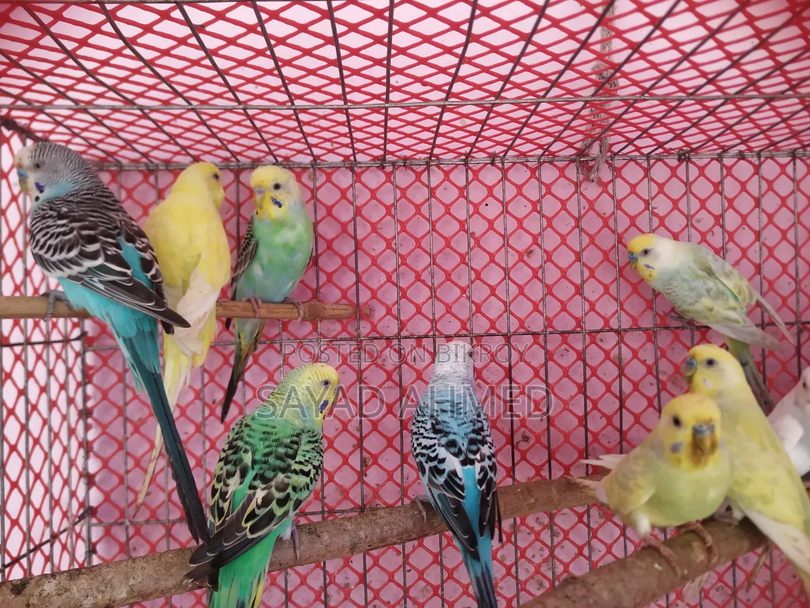 Budgerigar Bird (Male)