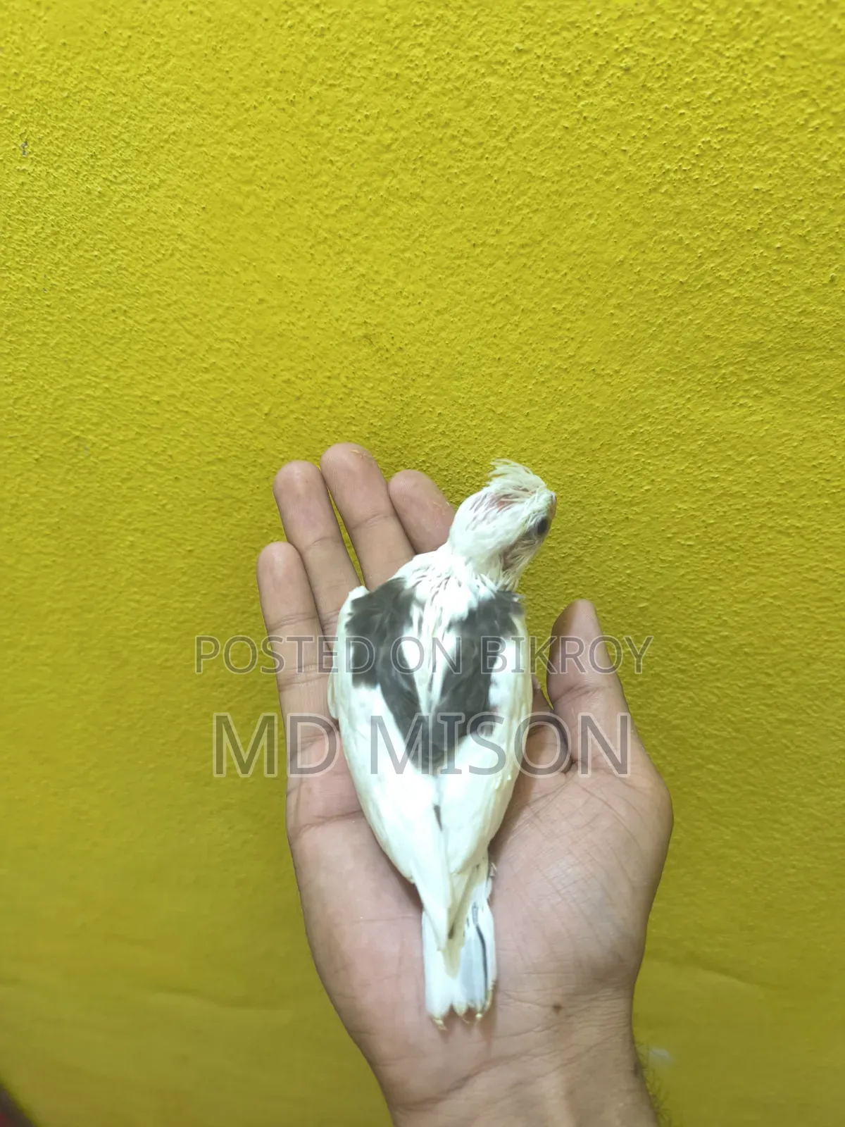 হাই মিউটেশন ভি পাইড টেম সাইজের বেবি বিক্রিয় করা হবে