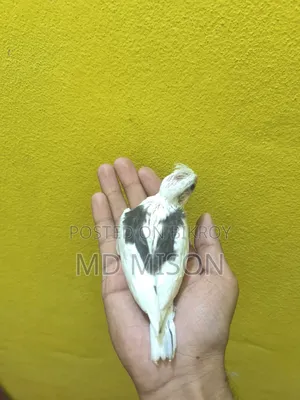 হাই মিউটেশন ভি পাইড টেম সাইজের বেবি বিক্রিয় করা হবে