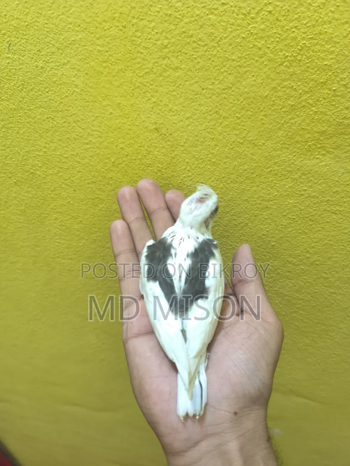 হাই মিউটেশন ভি পাইড টেম সাইজের বেবি বিক্রিয় করা হবে