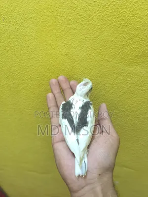 হাই মিউটেশন ভি পাইড টেম সাইজের বেবি বিক্রিয় করা হবে