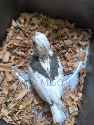 হাই মিউটেশন ভি পাইড টেম সাইজের বেবি বিক্রিয় করা হবে